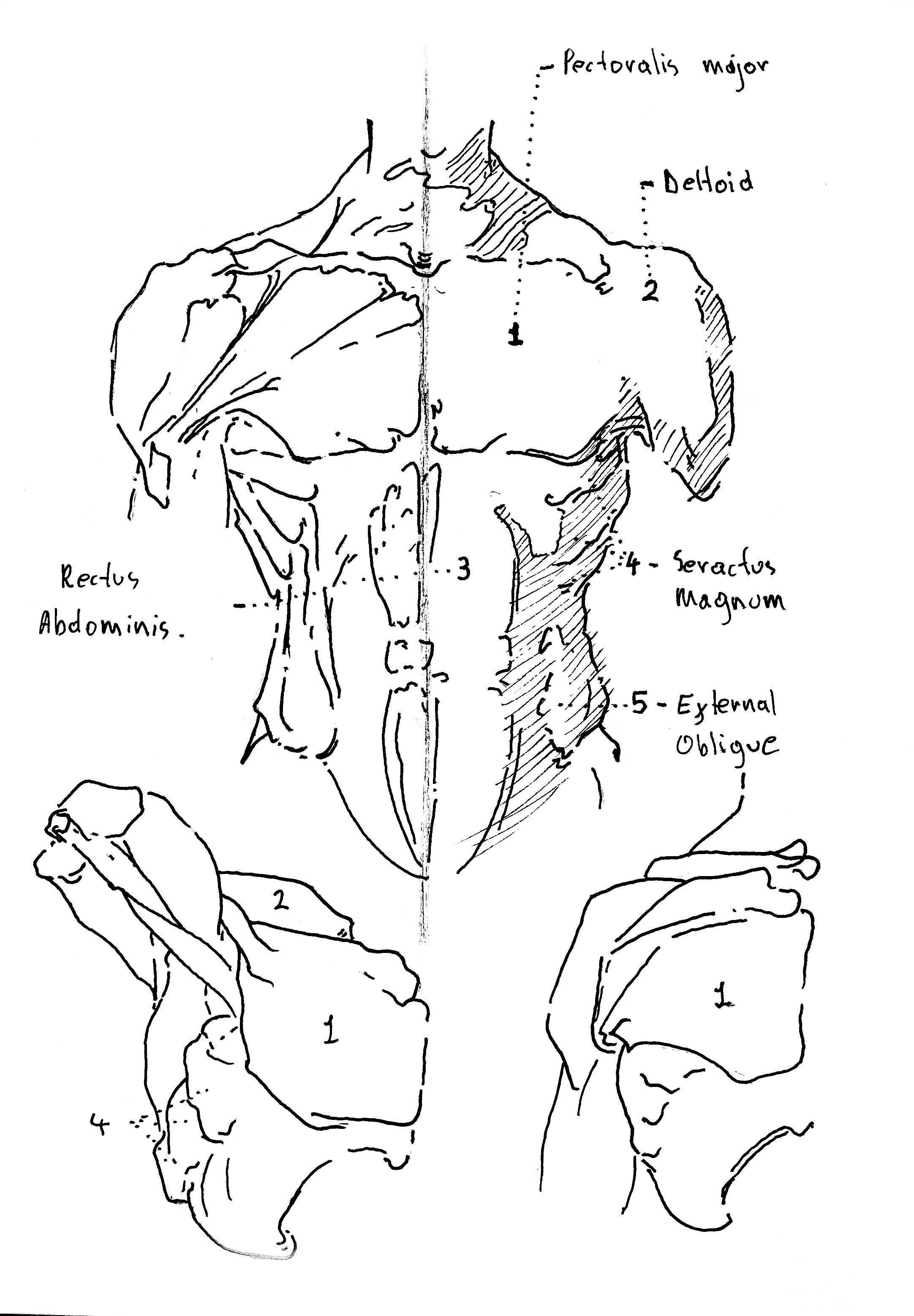 Anatomy 2