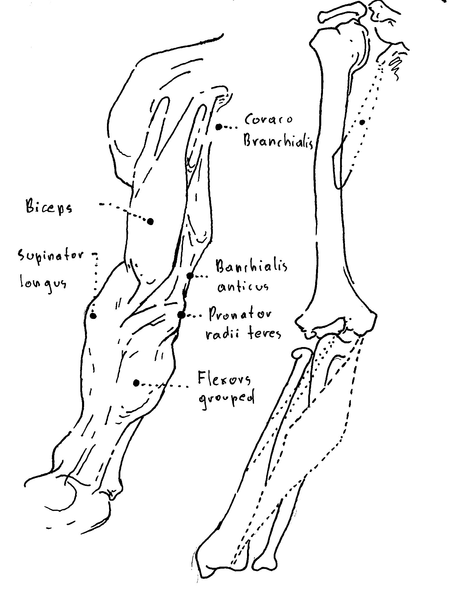 Anatomy 4