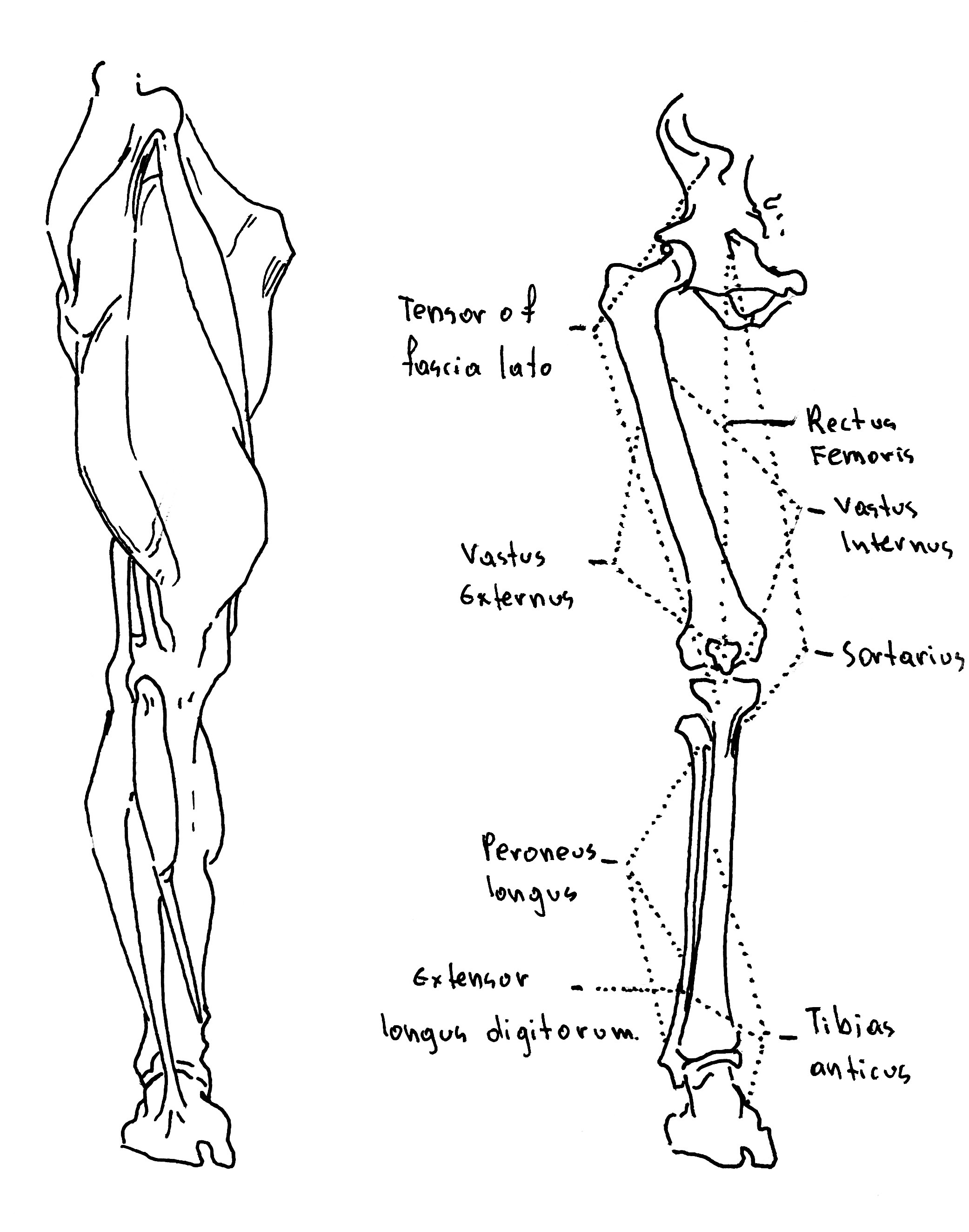 Anatomy 5
